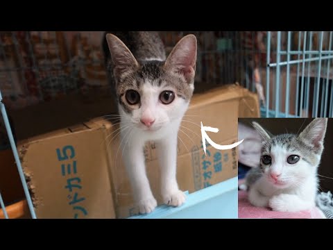 １か月半ぶりに子猫と再会した結果…