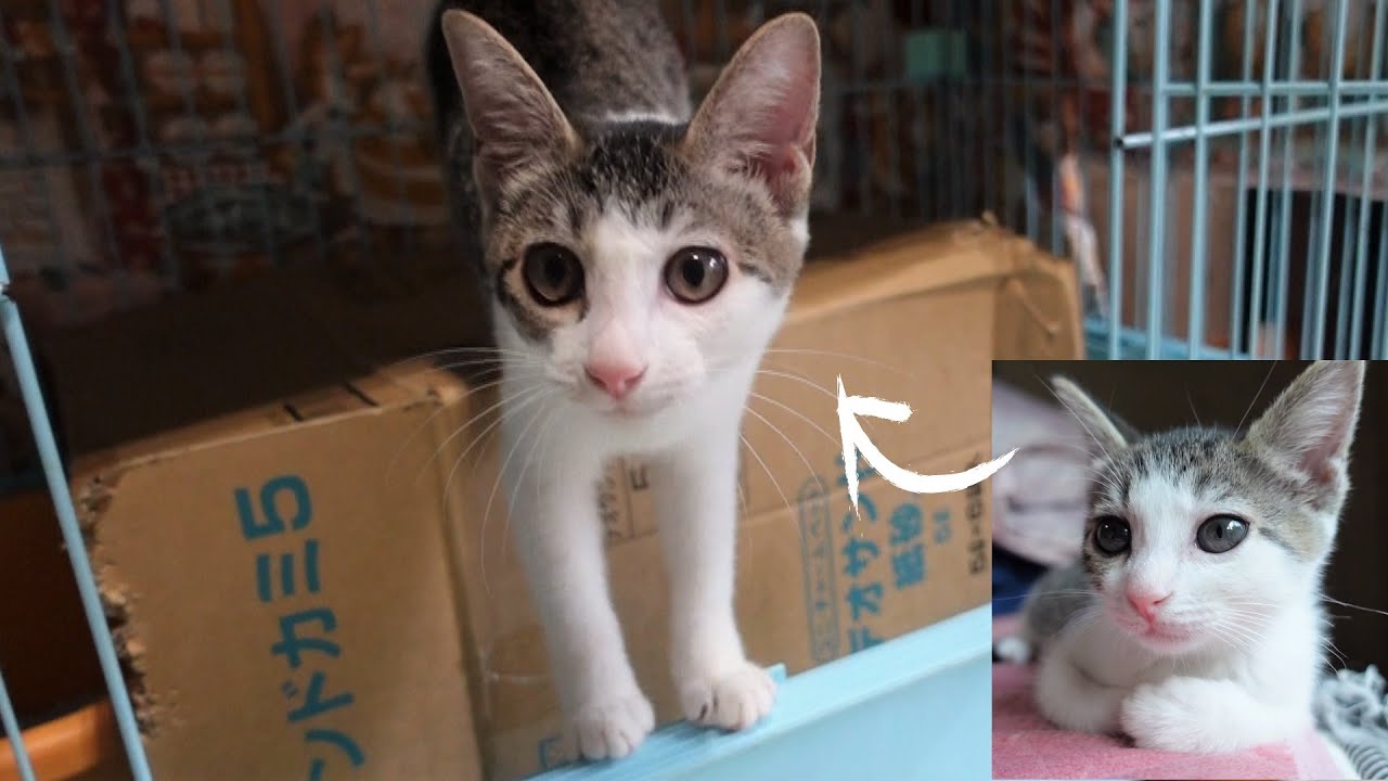 ゆ*ら様 ひまわり＆超ビッグ赤ちゃん猫と友達　コヤンイサムチョン　フリルレースト ゆ*ら様 ひまわり＆超ビッグ赤ちゃん猫と友達 コヤンイサム