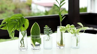 5 Common Indoor Plants Can Grow In Water I how to grow plants without soil I Plants propagation