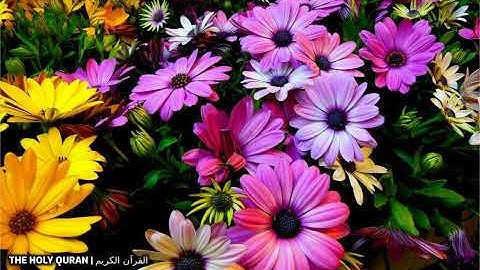 #سورة_ص بصوت القارئ اسامة صبحي حسين #تلاوة #القرآن_الكريم #قرآن #القرآن #قران