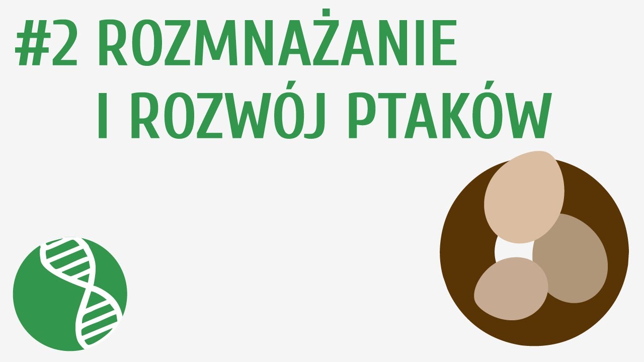 Rozmnażanie i rozwój ptaków #2 [ Ptaki ] - YouTube