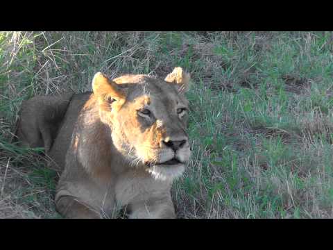 Female Lion Calling For Male To Mate At Ulusaba