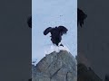 Cóndor andino #fyp #viral #shorts #condor #andes