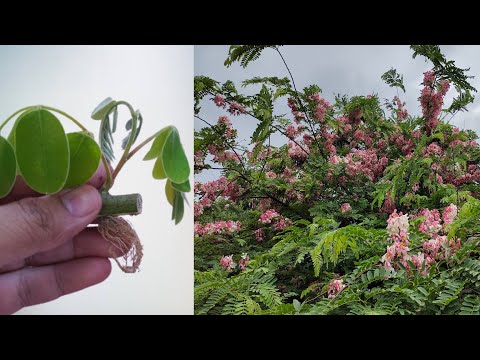 Video: Cassia Tree Info: Cât de rezistent este un Cassia Tree în grădină