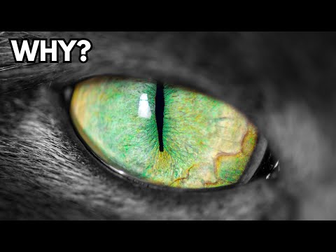 Why do cats