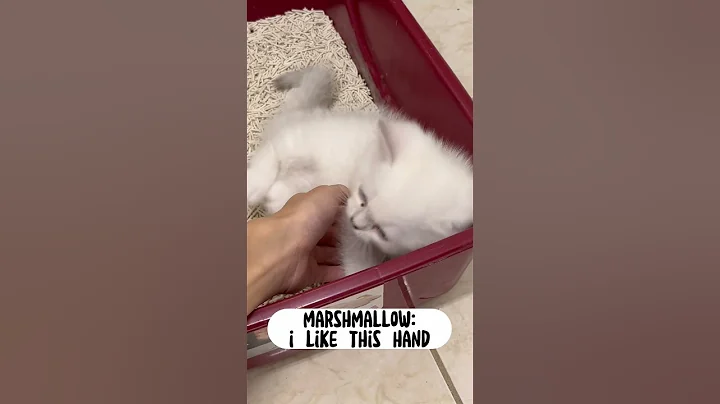 Video 4987171: british shorthair munchkin, british shorthair kitty, british shorthair male, kitten