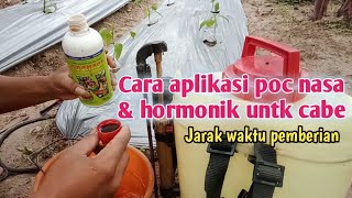 How to Apply POC NASA & Hormonik for Chili Peppers // Second Stage Chili Fertilization