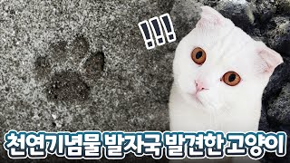 What is the reaction of the cat that found the fossil? (ENG SUB)