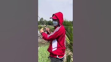 Câu lure cá chẽm ở Cần Giờ