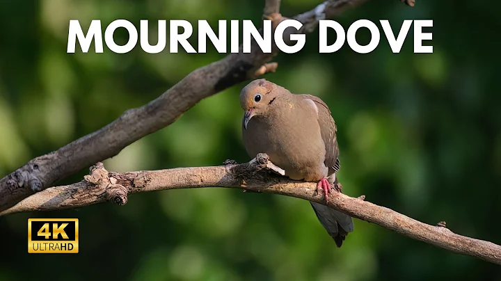 Mourning Dove Coo - 1 Hour of Relaxing Sounds