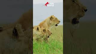 LEÕES MASSACRAM BÚFALA E SEU FILHOTE - VIDA ANIMAL #vidaanimal #animais  #buffalo #lions