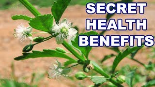 Herbal Plants  It’s a Plant for Curing Thousands of Disease Health Benefits of Scoparia Dulcis