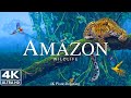 Capture de la vidéo Amazon 4K - The World's Largest Tropical Rainforest | Jungle Sounds | Scenic Relaxation Film