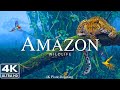 Amazon 4k - The World’s Largest Tropical Rainforest | Jungle Sounds | Scenic Relaxation Film
