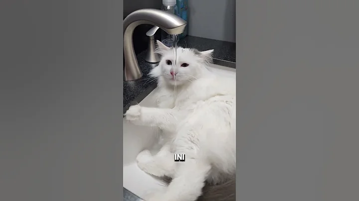 Watch the video about Beda dari Kucing Lain! Turkish Van Justru Suka Air #kucing #kucinglucu #faktaunik #faktamenarik