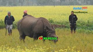 Fight Rhino and Man in Sauraha Chitwan, गैंडा र मानीसबिचकाे अन्तरकथा, कसरी समाधान हाेला याे कुरा ?