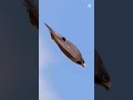 Peregrine Falcon 😱