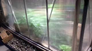 2019 Outdoor Colorado Cannabis / Marijuana grow pt 6