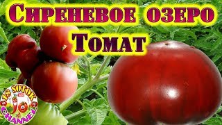 Сиреневое Озеро Томат Описание Фото Отзывы Сиреневое Озеро Томат Описание Фото Отзывы