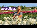 Парк Тюльпанов под Киевом / ДоброПарк 2020 / Голландия под Киевом.