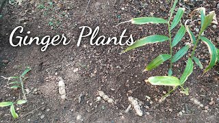 Ginger Plants - Gardening in Mangalore