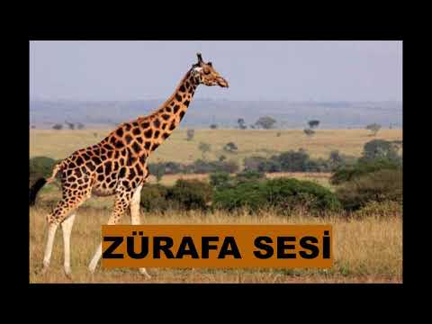 ZÜRAFA SESİ ?