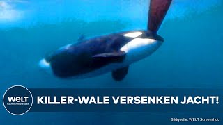 MAROKKO: Eingekreist und angegriffen! Orcas ohne Gnade - Killer-Wale versenken eine Jacht!