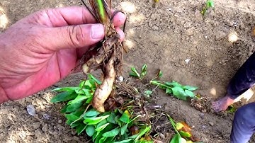 Hình ảnh mộc mạc của người nông dân cần cù quê tôi - Tri Tôn, An Giang 25/05/2018