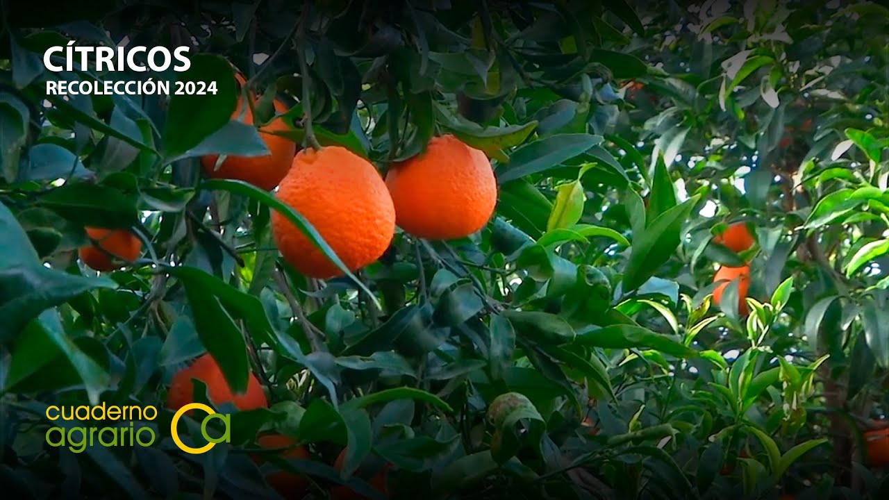 Campaña de cítricos en Andalucía