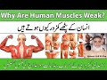  why are human muscles weak  insan ke pathay kamzor kion hotay hain