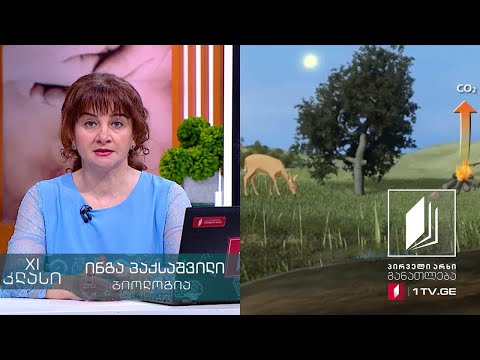 ბიოლოგია, XI კლასი -  ბიოგეოქიმიური ციკლი - ნახშირბადისა და აზოტის წრებრუნვა #ტელესკოლა