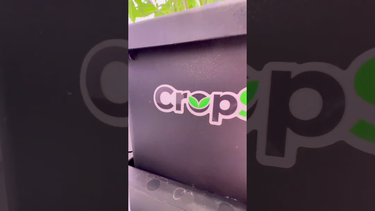 Fully dedicated to the Autopot / cropsalt / grandmaster life 😎 locked in