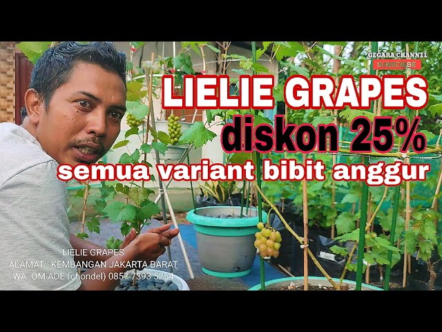 LIELIE GRAPES || PENJUAL BIBIT ANGGUR IMPORT JAKARTA BARAT class=