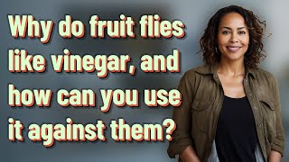 Why do fruit flies like vinegar, and how can you use it against them?