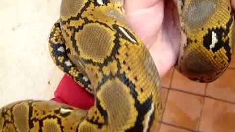 0.1 Citron het albino (DH Titanium) retic