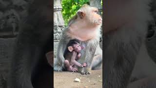 Macaque baby monkey stays awesomely with old Mom 081 #shorts