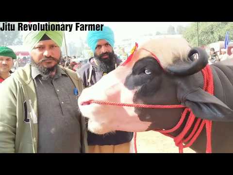 KOHINOOR (कोहीनूर)-Nili Ravi Bull- Owner-Sh.Buta singh, District-Moga, Punjab National Champion Bull
