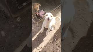 Спасённые с трассы #shelter #помощьбездомным#dogsvideo #щенки #puppy