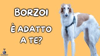 Borzoi: Cosa Sapere