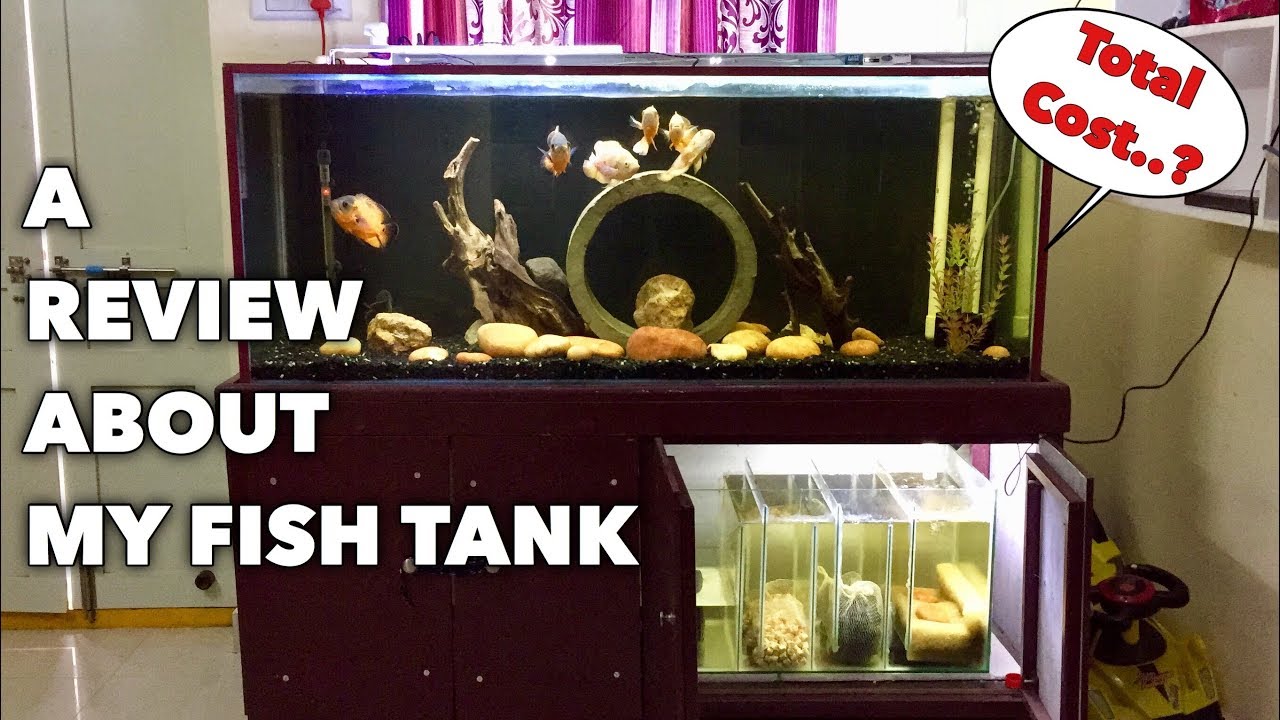 A Review About My Fish Tank Full setup Tamil YouTube