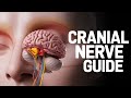 Types of Cranial Nerves IIT JAM, GATE 2025