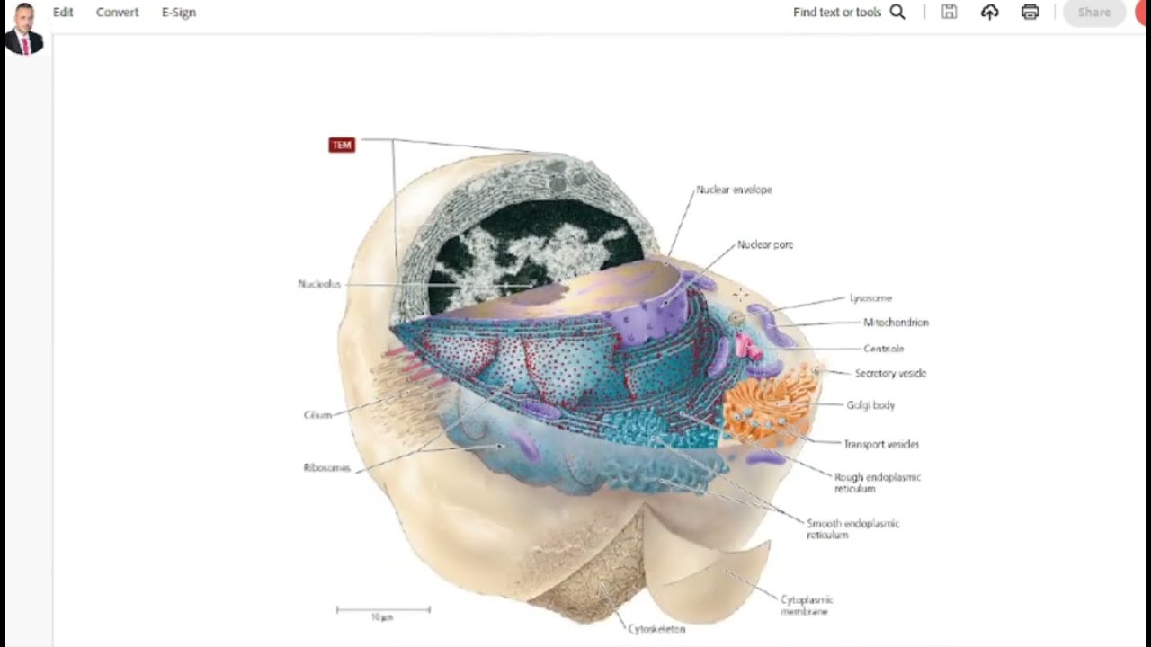 5-  Lecture 2   Recording 1 of   Morphology and Physiology of Bacteria