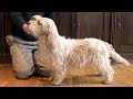 Dog Breed Video: Petit Basset Griffon Vendeen の動画、YouTube動画。