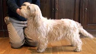 Dog Breed Video: Petit Basset Griffon Vendeen