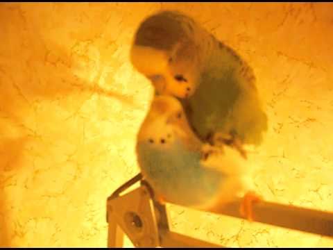 Секс волнистых попугайчиков попугаям до 14 мес не смотр sex parrots