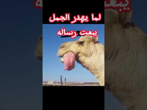 الجمل يهدر فما معنى ذلك