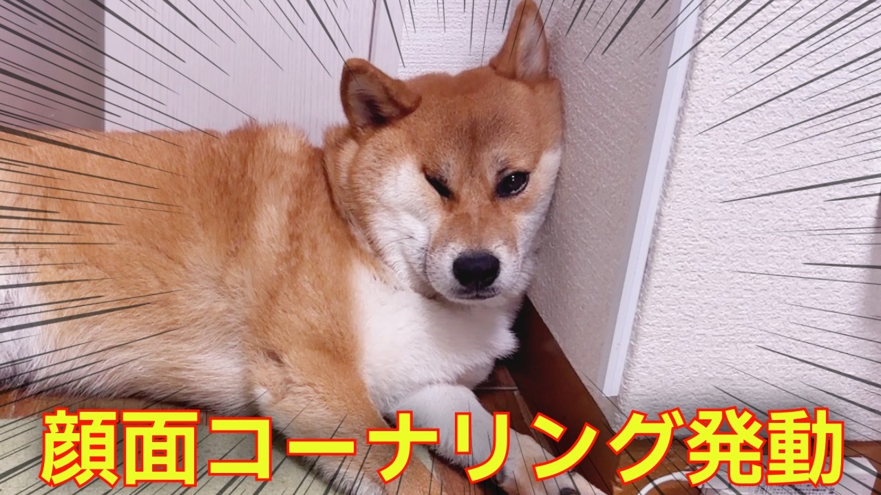 Hilarious Daily Life] Shiba Inu starts cornering me because it