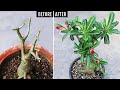 Do these immediately if adenium is not flowering or growing