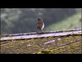 Marañón Thrush - Merle du Maranon (Turdus maranonicus)