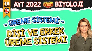 Dişi ve Erkek Üreme Sistemi | AYT Biyoloji #Kamp2022